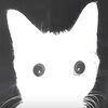 catalust